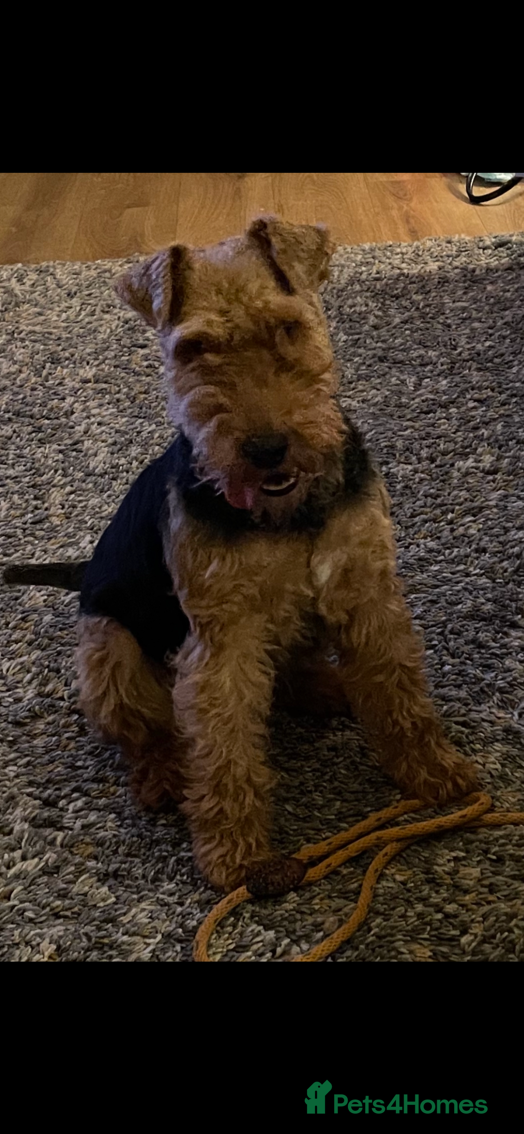 Welsh Terrier dogs for sale: Excellent bloodlines 3 pups available - Advert 1