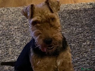 Welsh Terrier dogs Excellent bloodlines 3 pups available - Advert 1
