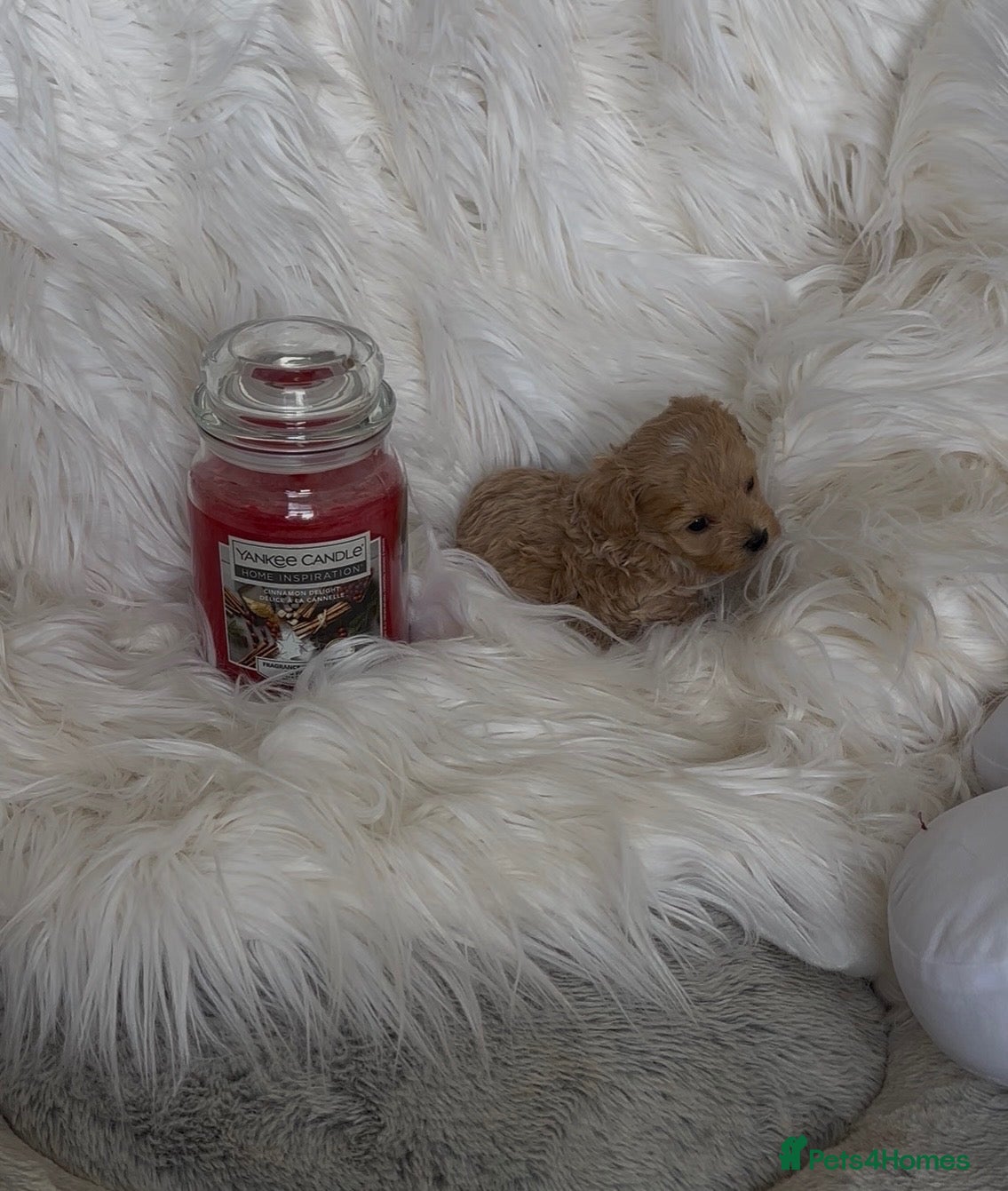 Maltipoo dogs Tiny miracle maltipoo  - Advert 14