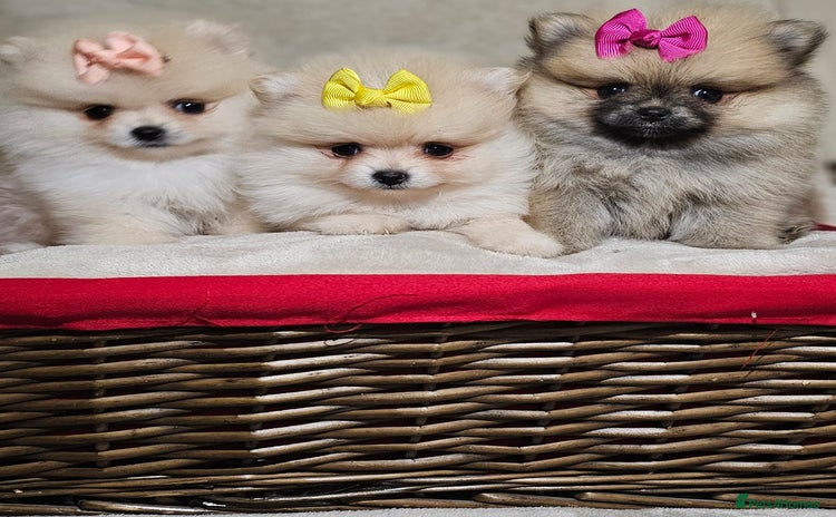 Pomeranian dogs - Advert 4