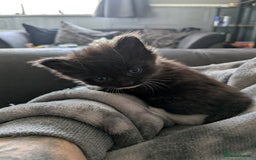 Mixed Breed cats for sale: Beautiful kittens  - Image 6