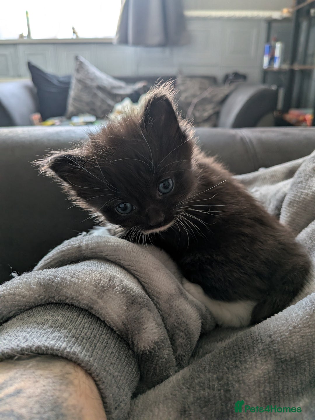Mixed Breed cats for sale: Beautiful kittens  - Image 6