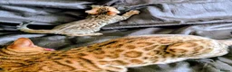 Bengal cats for sale: Stunning Bengal Kittens – Reservations Now Open in Woodford Green - Advert 5