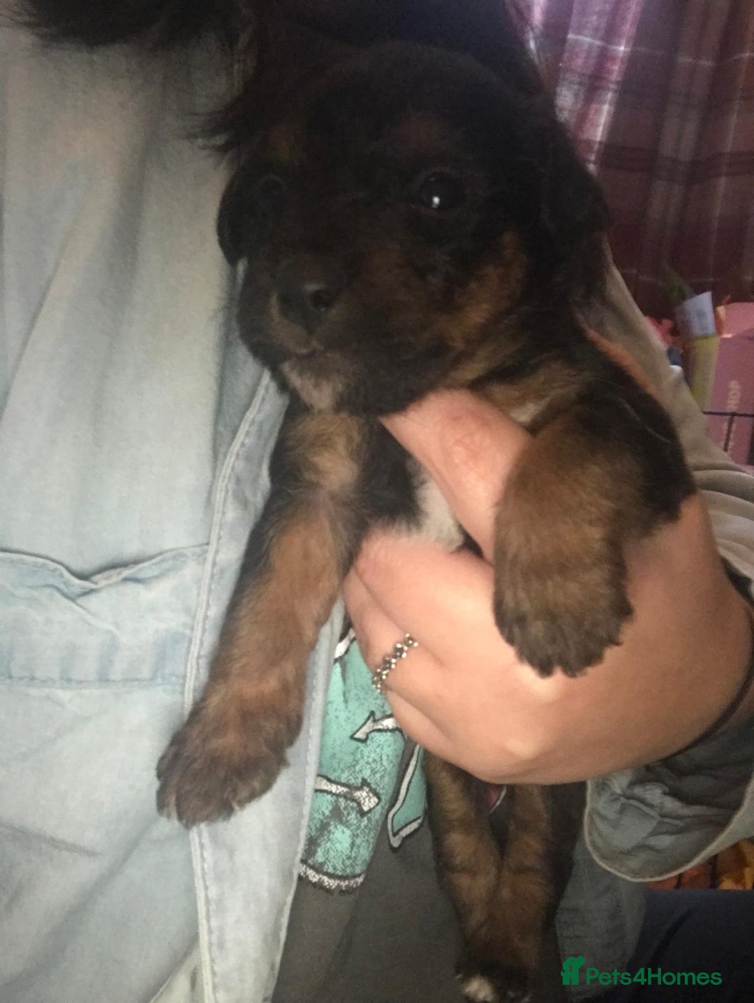 Jack Russell dogs for sale: Jack Russell puppies - Advert 5