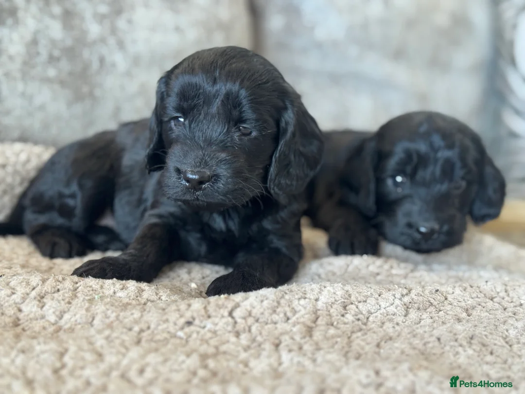 Cockapoo dogs for sale: CURLY F1 COCKERPOO - Advert 5