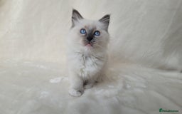 Ragdoll cats for sale: Ragdoll kittens for sale - Image 4