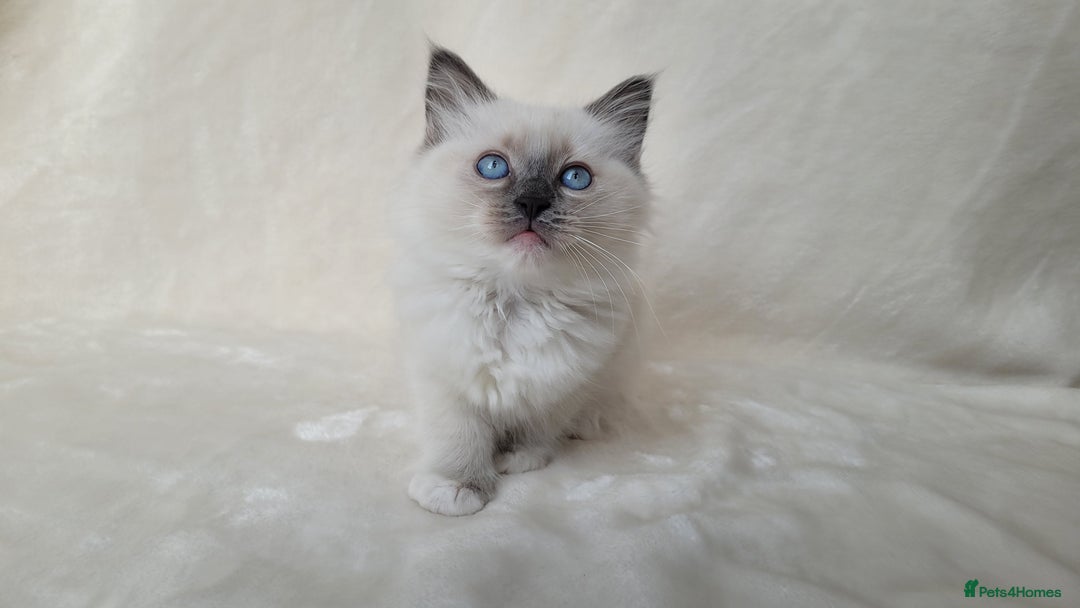 Ragdoll cats for sale: Ragdoll kittens for sale - Image 4