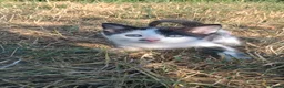 Mixed Breed cats for sale: 4 beautiful kittens for sale - Advert 8