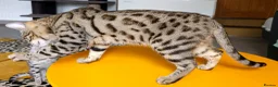 Bengal cats for sale: Gorgeous Brown Rosetted Boy  - Advert 7