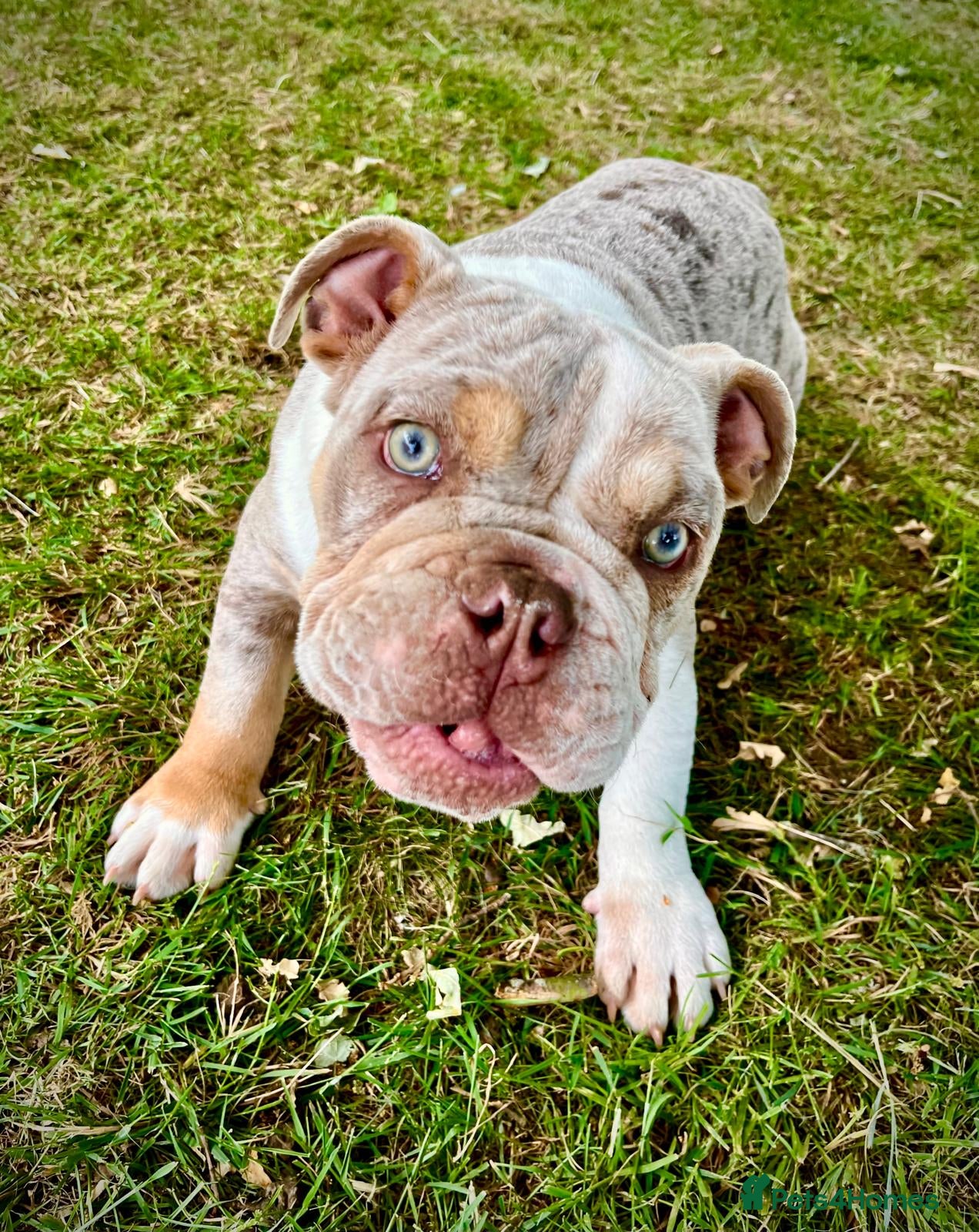 English Bulldog dogs Best boy that ever was  - Advert 1