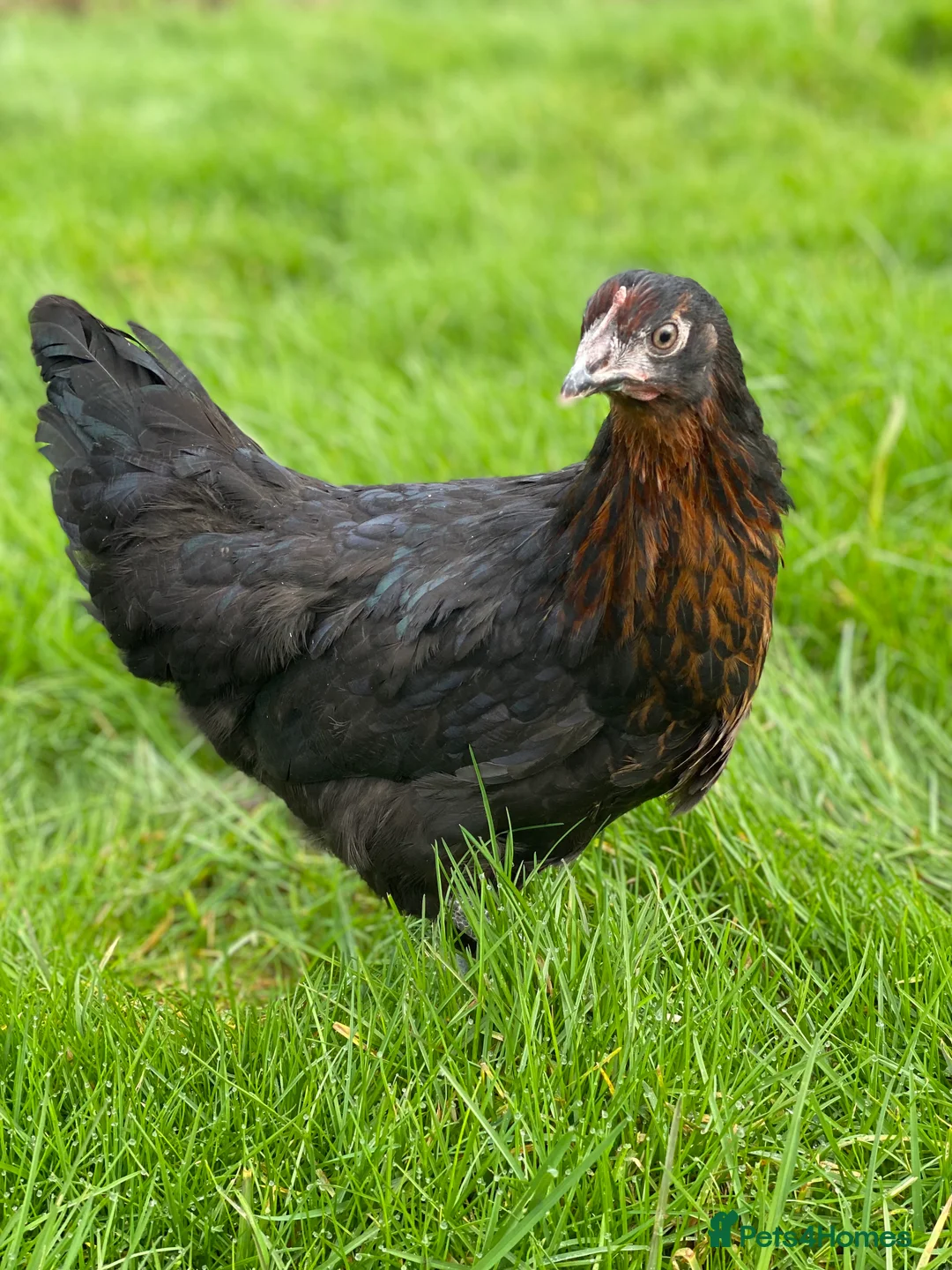Chickens poultry for sale: Various Point of Lay Female Chickens - Advert 2
