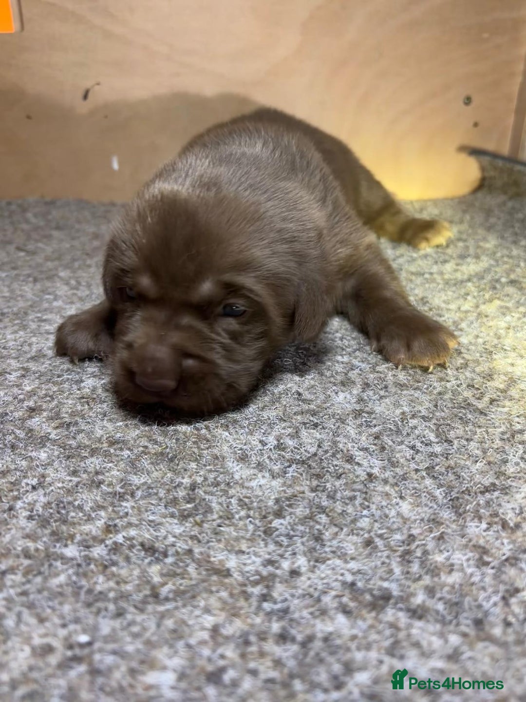 Labrador Retriever dogs for sale: Labrador Puppies – Black & Chocolate  - Advert 12