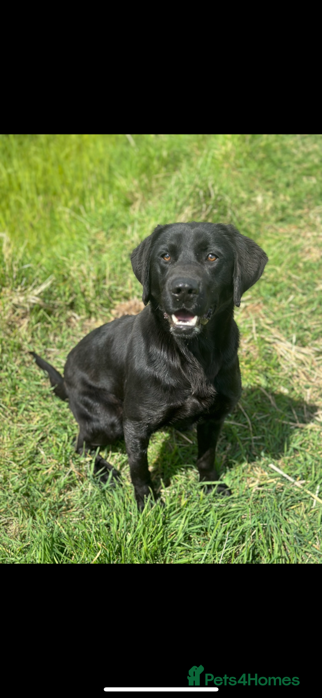 Labrador Retriever dogs for sale: 6 gorgeous Labrador puppies  - Advert 11