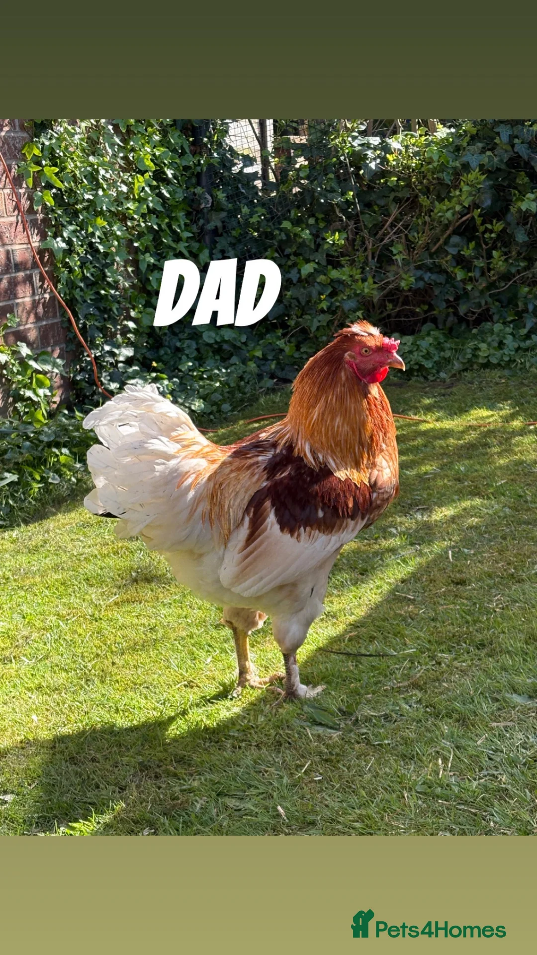 Chickens poultry for sale: friendly young rooster  - Advert 7