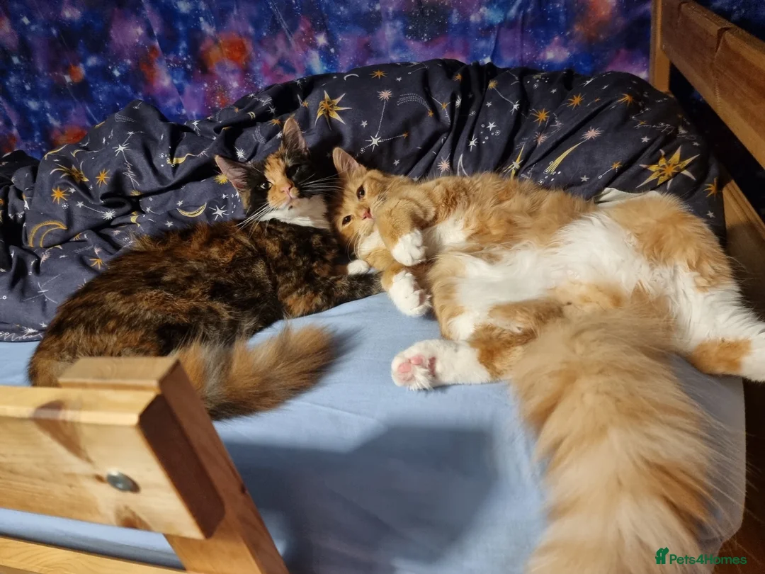 Mixed Breed cats for sale: Mixed breed kittens - Advert 2