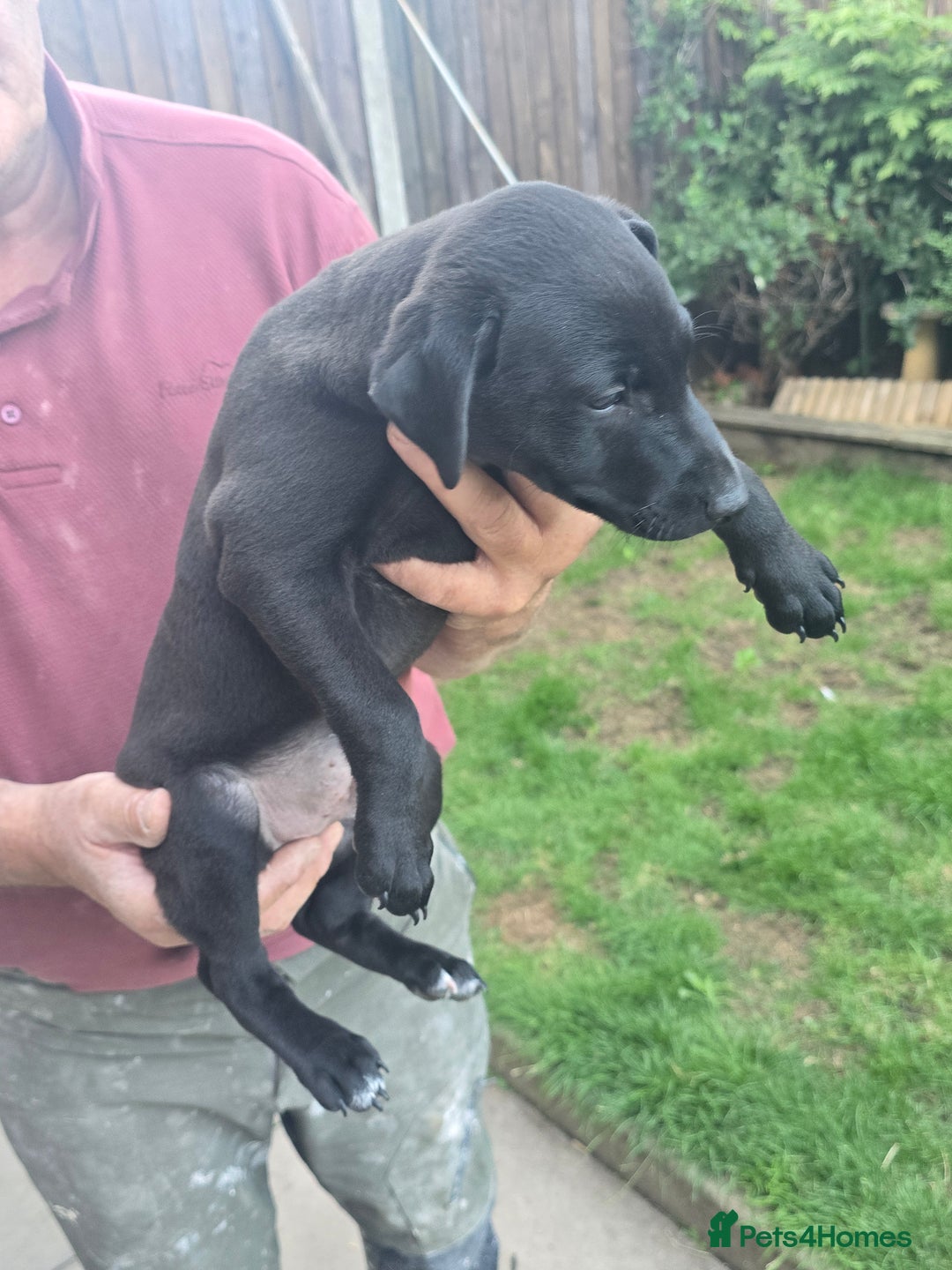 Mixed Breed dogs for sale:  Whippet × Patterdale Dog Pups - Image 14