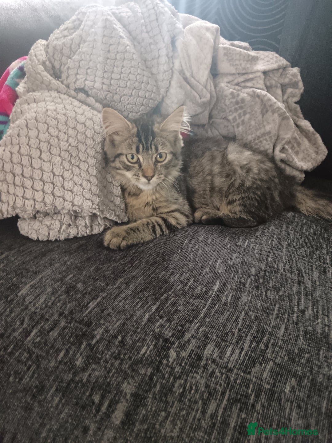 Mixed Breed cats for sale: 7 months old kitten - Advert 1