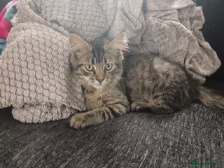 Mixed Breed cats 7 months old kitten - Advert 15