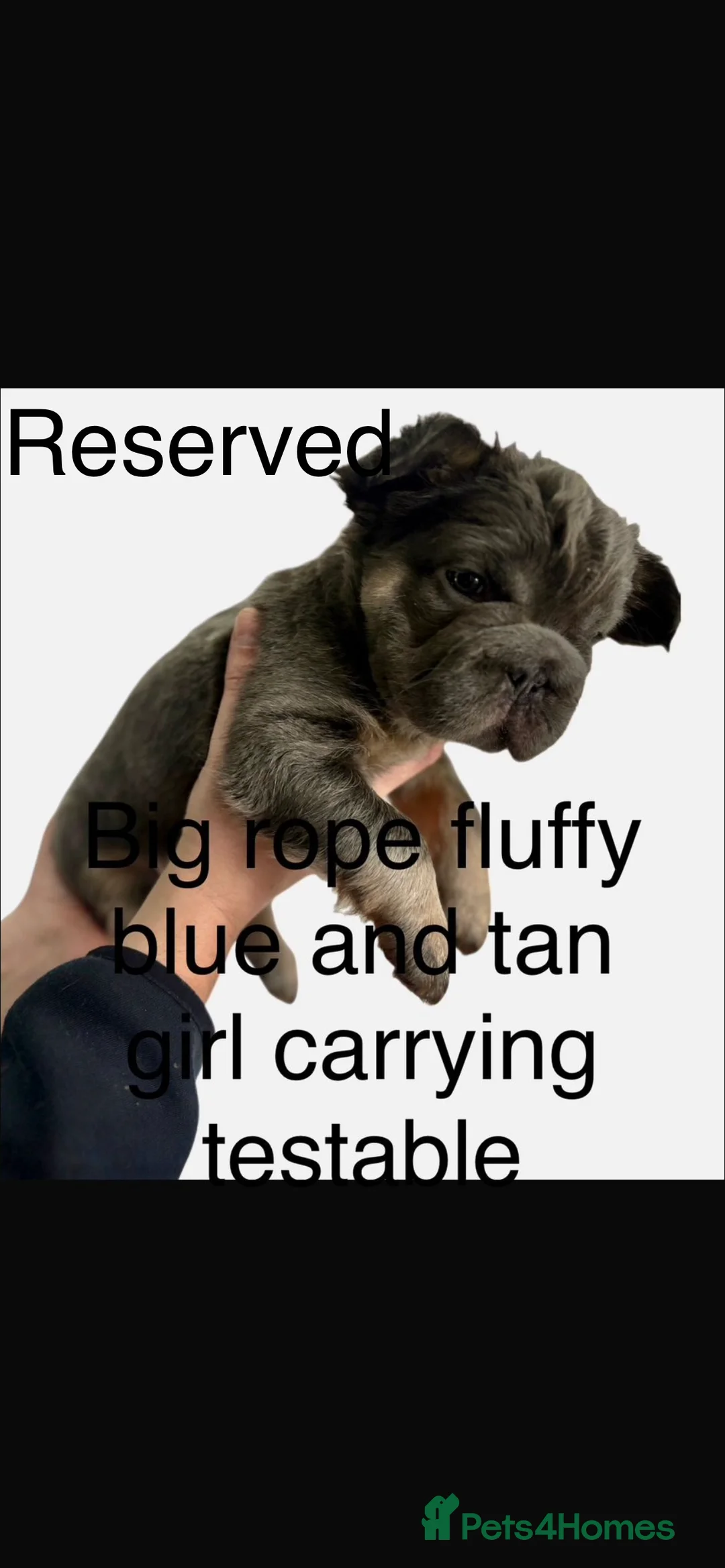 French Bulldog dogs for sale: Fluffy French bulldogs  ** s carrying pink - Advert 22