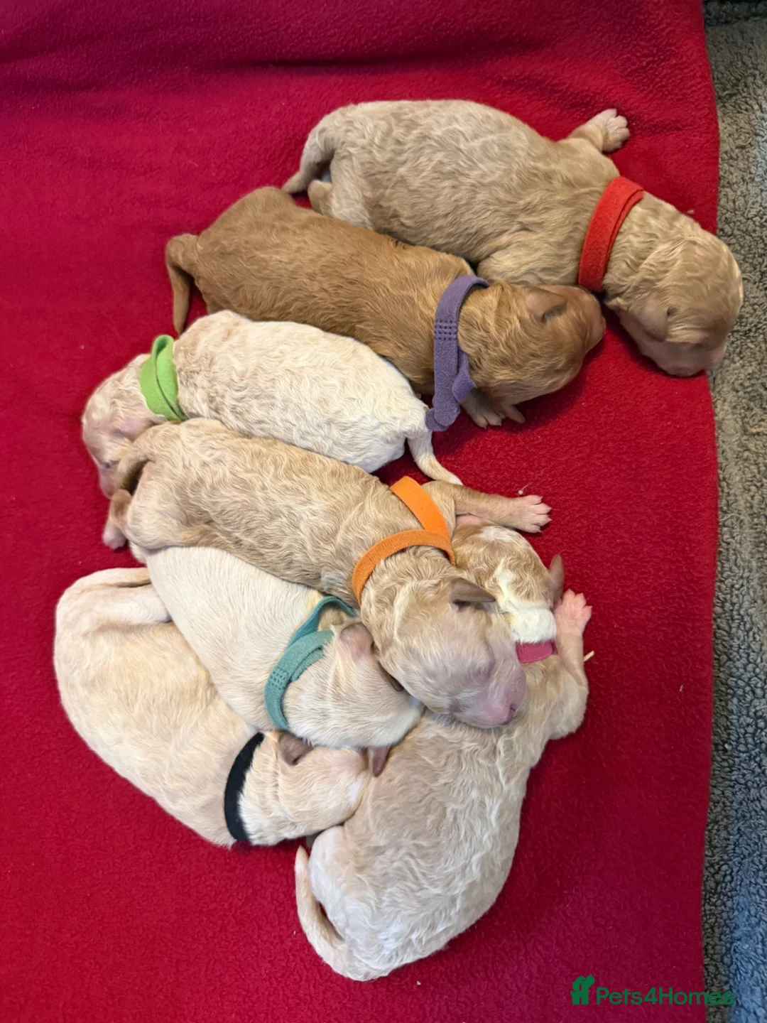 Mixed Breed dogs for sale: 🐾 Australian Double Doodle Puppies Expected 🐾 - Advert 2