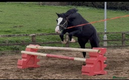 Welsh Section D horses for sale: Ebony - A 148 with huge potential !! - Image 2