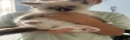 Ragdoll cats for sale: Ready to leave reduced price  - Advert 3