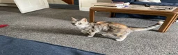 Mixed Breed cats for sale: Looking for safe loving home - Advert 3