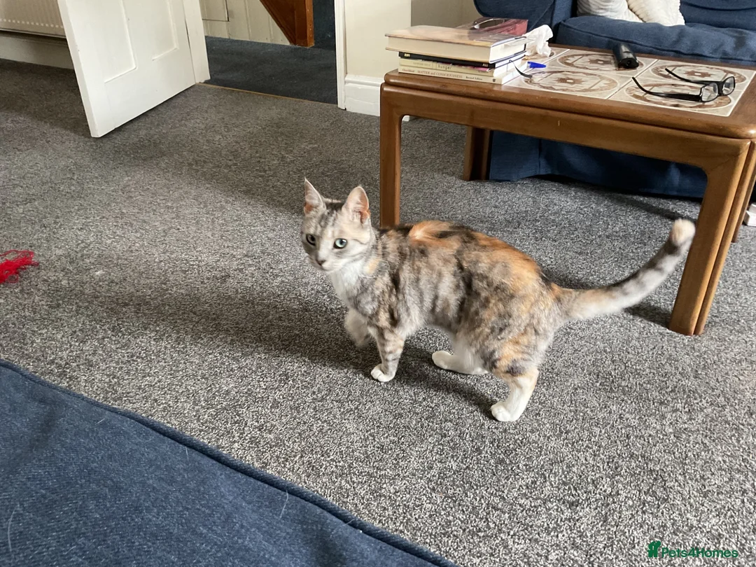 Mixed Breed cats for sale: Looking for safe loving home - Advert 3