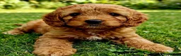Cavapoo dogs for sale: Adorable F1 Cavapoo Puppies Available Now!!!!! - Advert 4