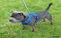 Staffordshire Bull Terrier dogs for sale: Stunning last available puppy Staffordshire - Image 7