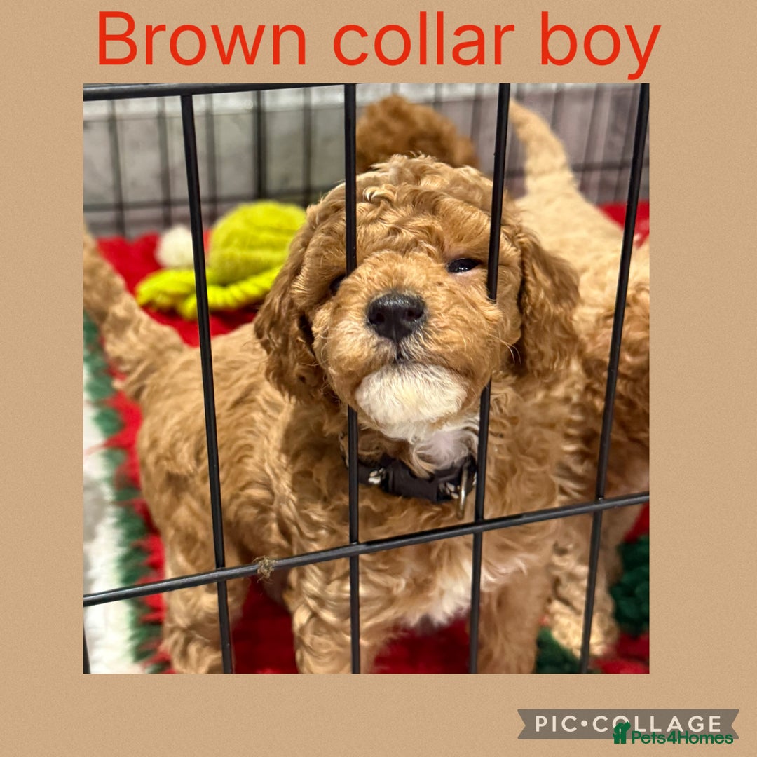 Cavapoo dogs for sale: 8 x cavapoo F1B puppies ready to leave  - Advert 7