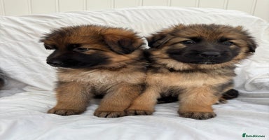 German Shepherd dogs - Advert 3
