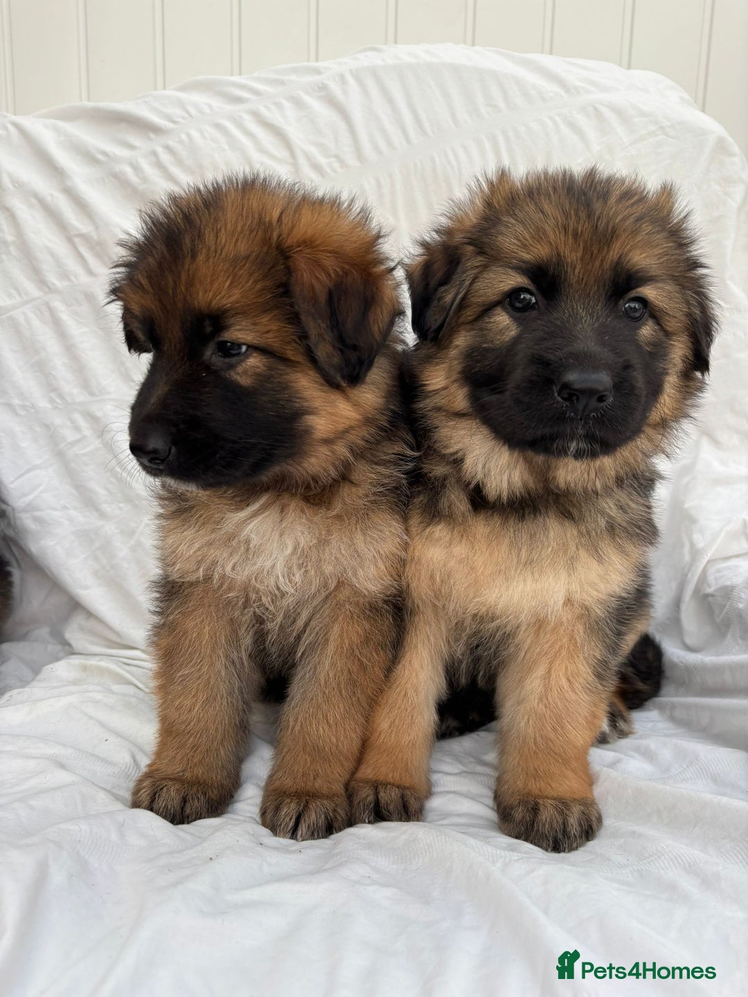 German Shepherd dogs for sale: 4 Stunning German Shepherd Puppies - Image 3