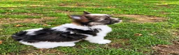 Biewer Terrier dogs for sale: Beautiful Small Biewer YorkieTerrier Boy Ready Now - Advert 12