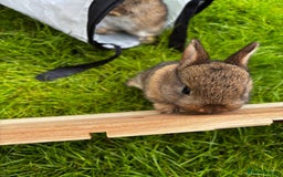 Netherland Dwarf rabbits for sale: Female neverland for sale  in Camberley - Image 4