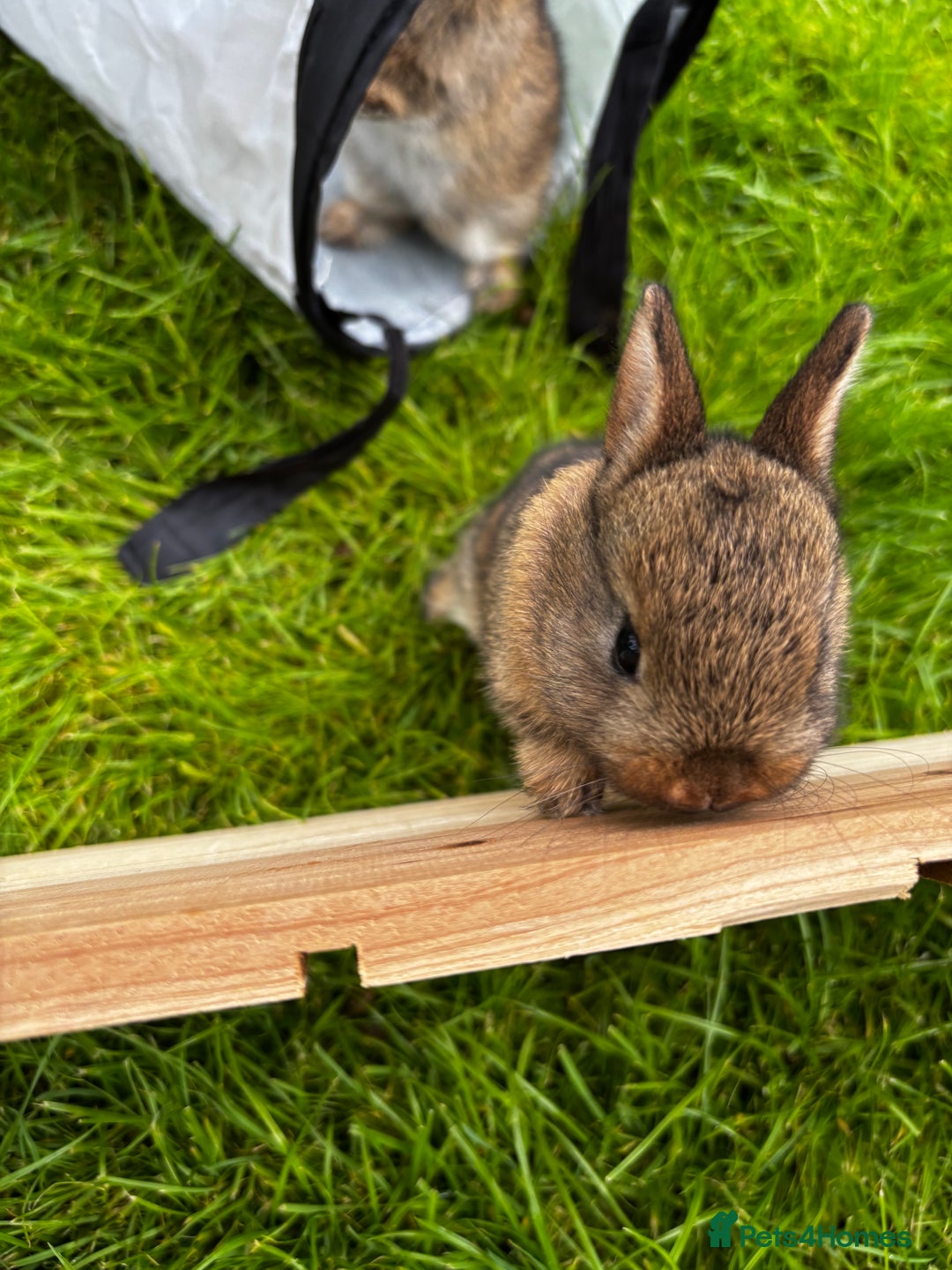 Netherland Dwarf rabbits for sale: Female neverland for sale  in Camberley - Image 4
