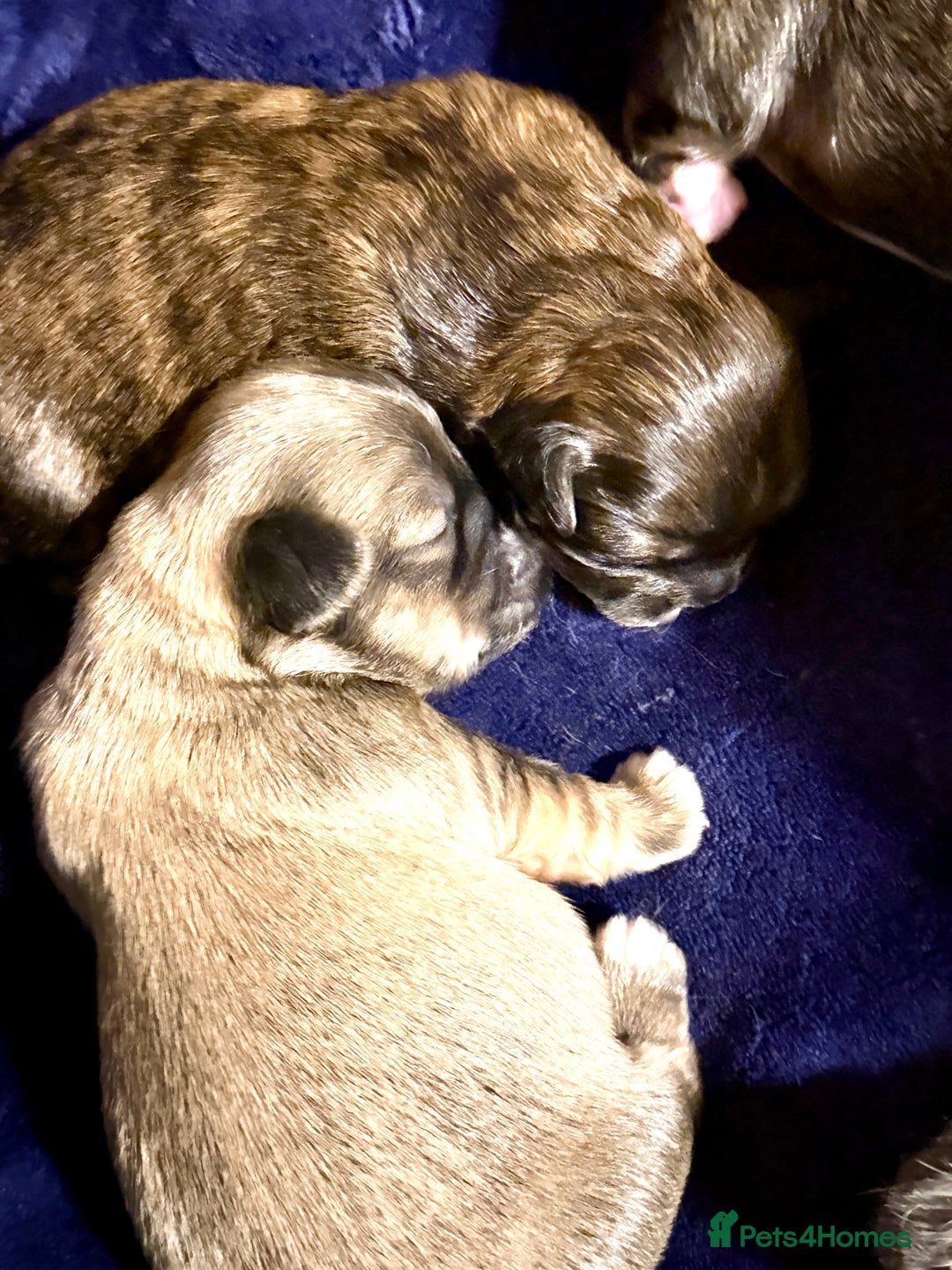 Lhasa Apso dogs for sale: Beautiful Pure Lhasa Apso Puppies - 1 boy,1 girl - Advert 10