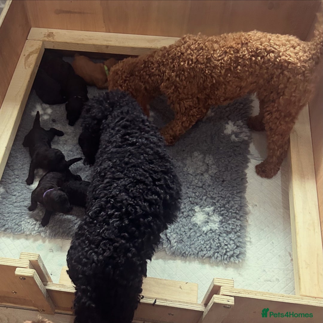 Cockapoo dogs for sale: F1b Cockapoo  - Image 9