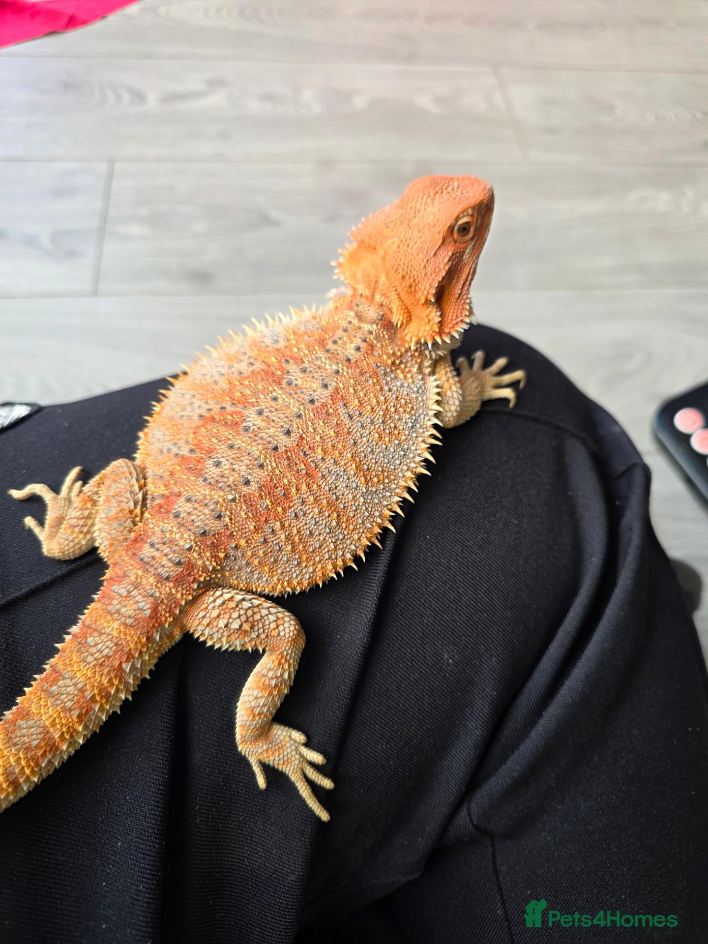 Bearded Dragon reptiles for sale: Bearded dragon with full set up - Advert 1