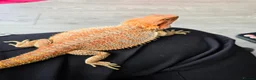 Bearded Dragon reptiles for sale: Bearded dragon with full set up - Advert 1