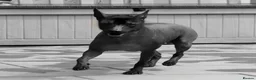 Mexican Hairless dogs for sale: NEW intermediate size. - Advert 4