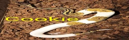 Python Snake reptiles for sale: Ball pythons (8mth). Pied/Firefly/Gene X/Mojave) - Advert 21