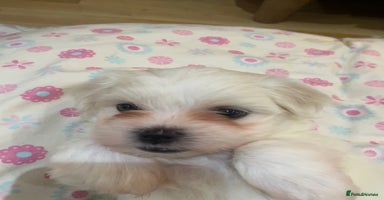Maltese dogs - Advert 12