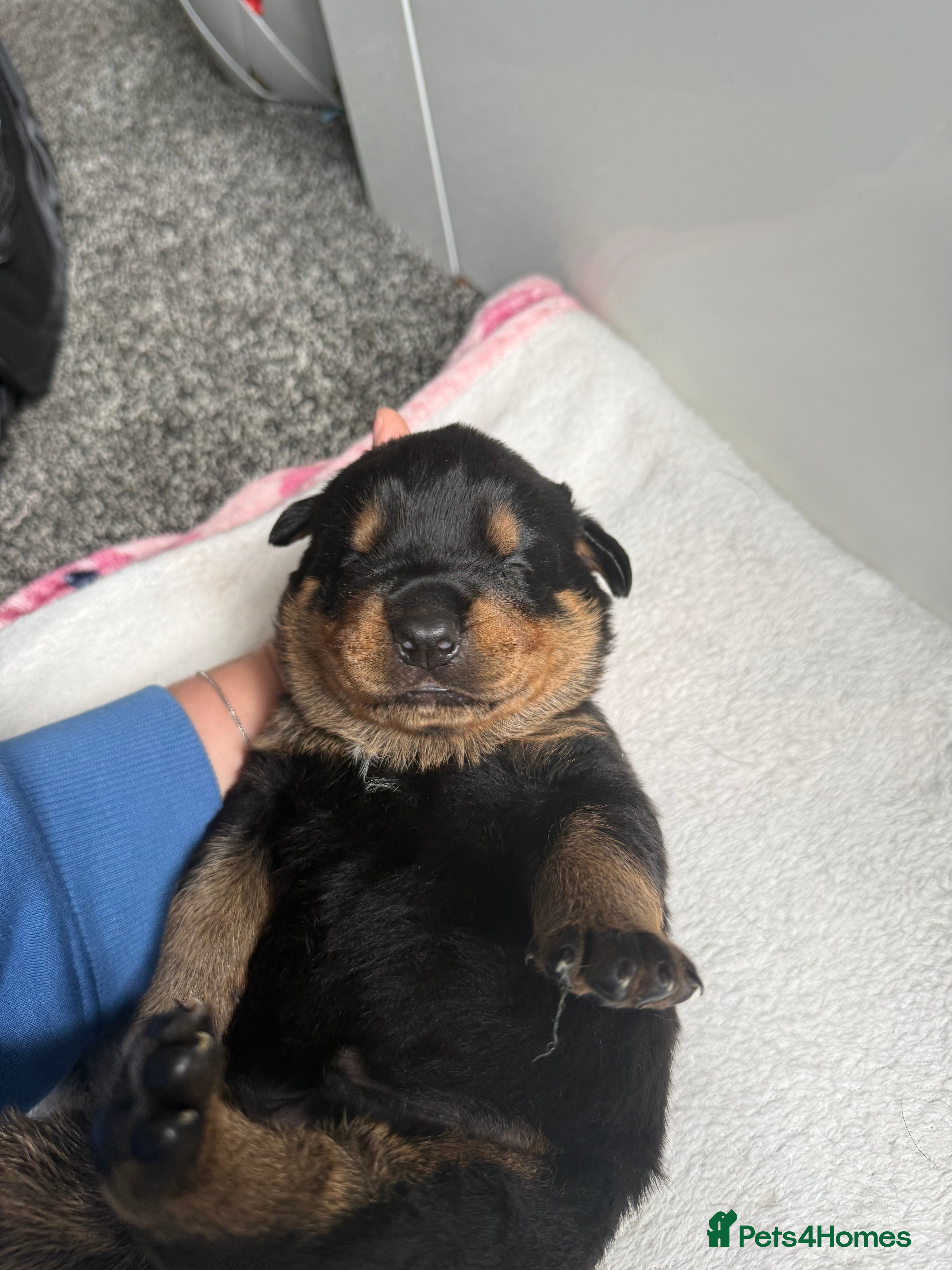 Rottweiler dogs for sale: 4 Beautiful Male Rottweiler Puppies  - Advert 8