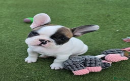 French Bulldog dogs for sale: Adorable Frenchie Puppies Seeking Forever Homes - Image 6