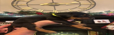 Dobermann Puppy 1