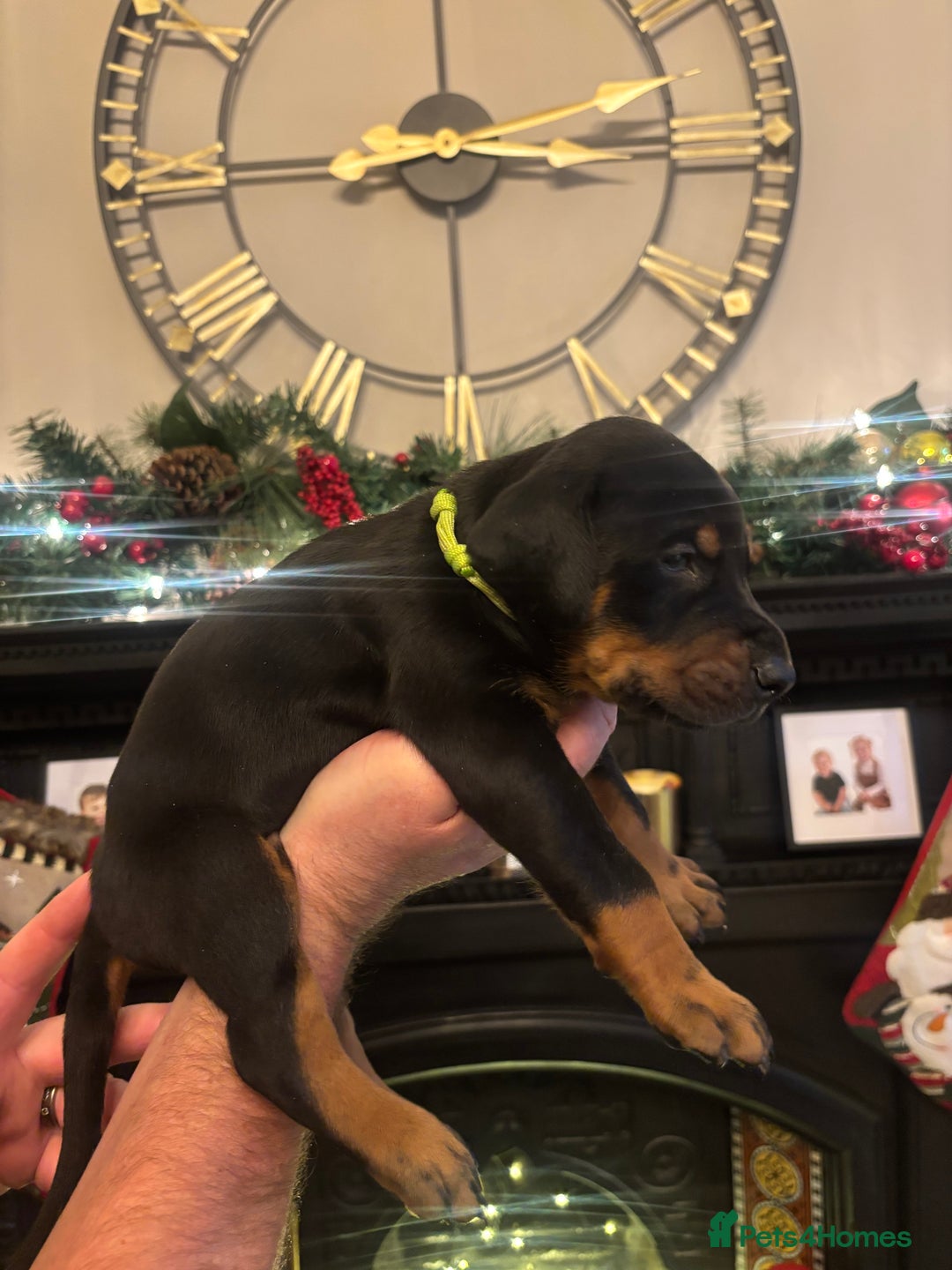 Dobermann dogs for sale: Beautiful chunky Dobermans - Advert 15