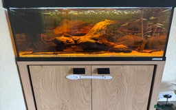 Tetras fish for sale: Fluval Roma 90 - Image 1