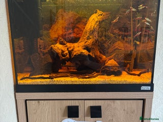 Tetras fish for sale - Advert 1