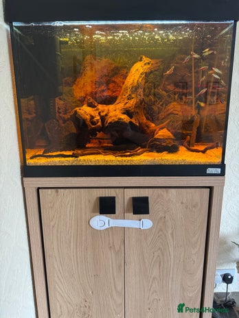 Tetras fish - Advert 1